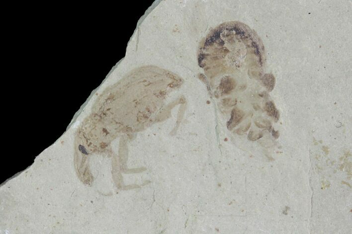 Fossil Weevil (AKA Snout Beetle) - Green River Formation, Utah #94817